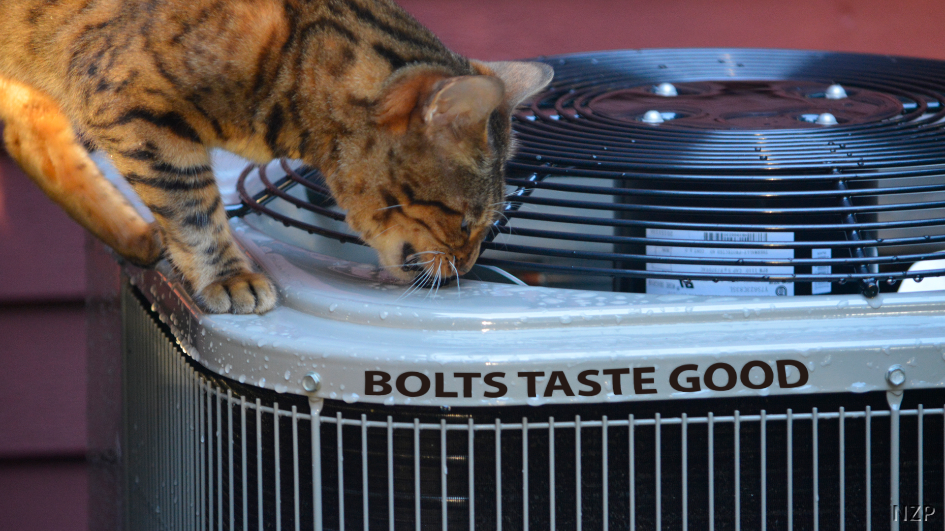 Bengal Cat chewing on AC bolts with caption, 'Bolts taste good.'