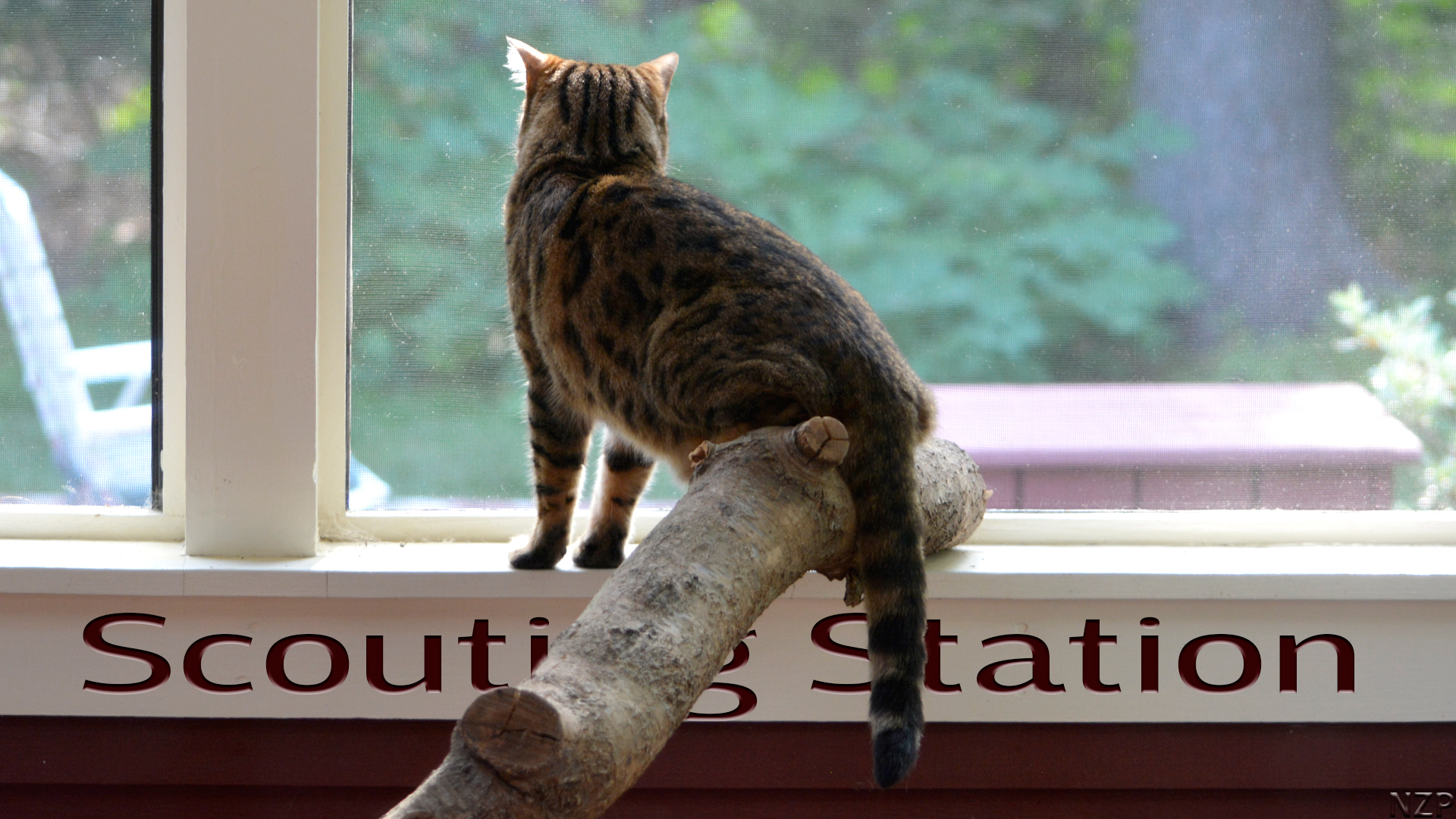 Bengal Cat on 'Scouting Station'