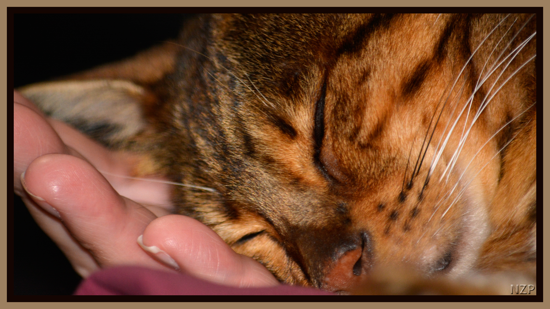 Bengal Cat sleeping with head in the palm of moms hand.