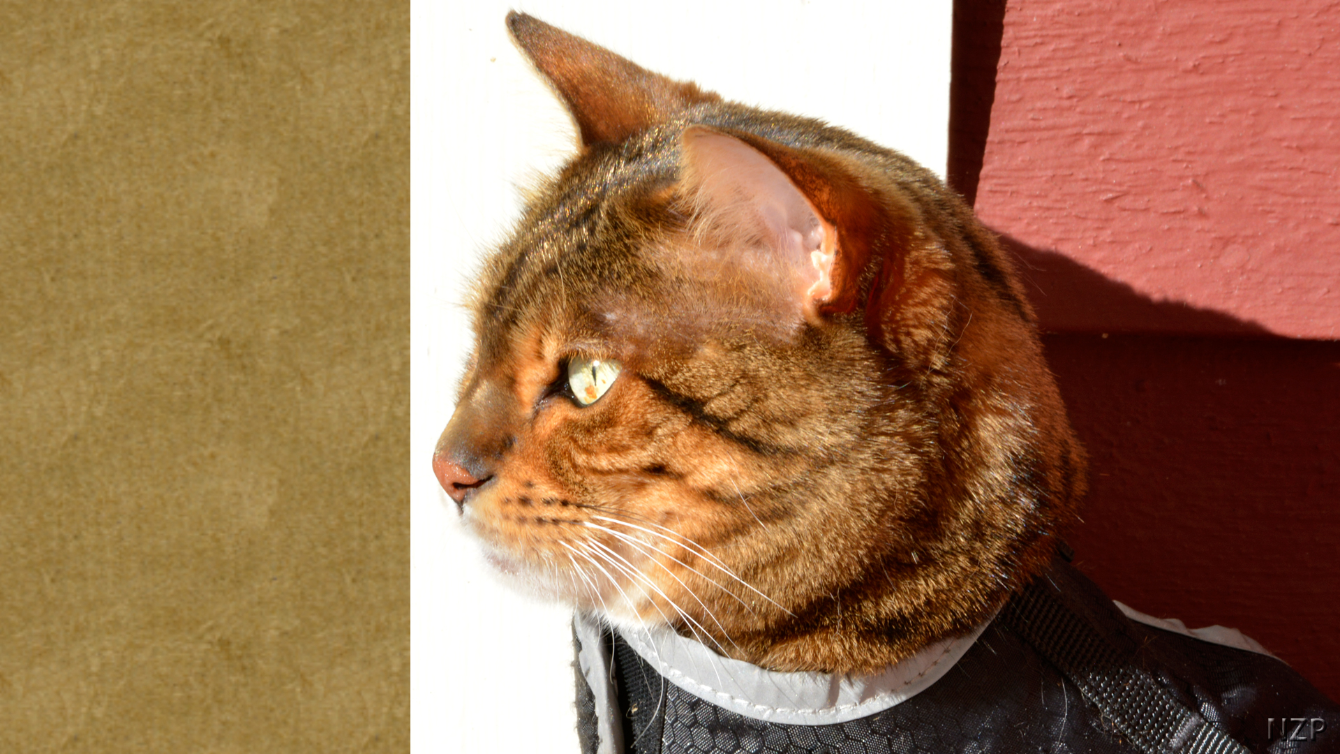 Bengal Cat in tux.