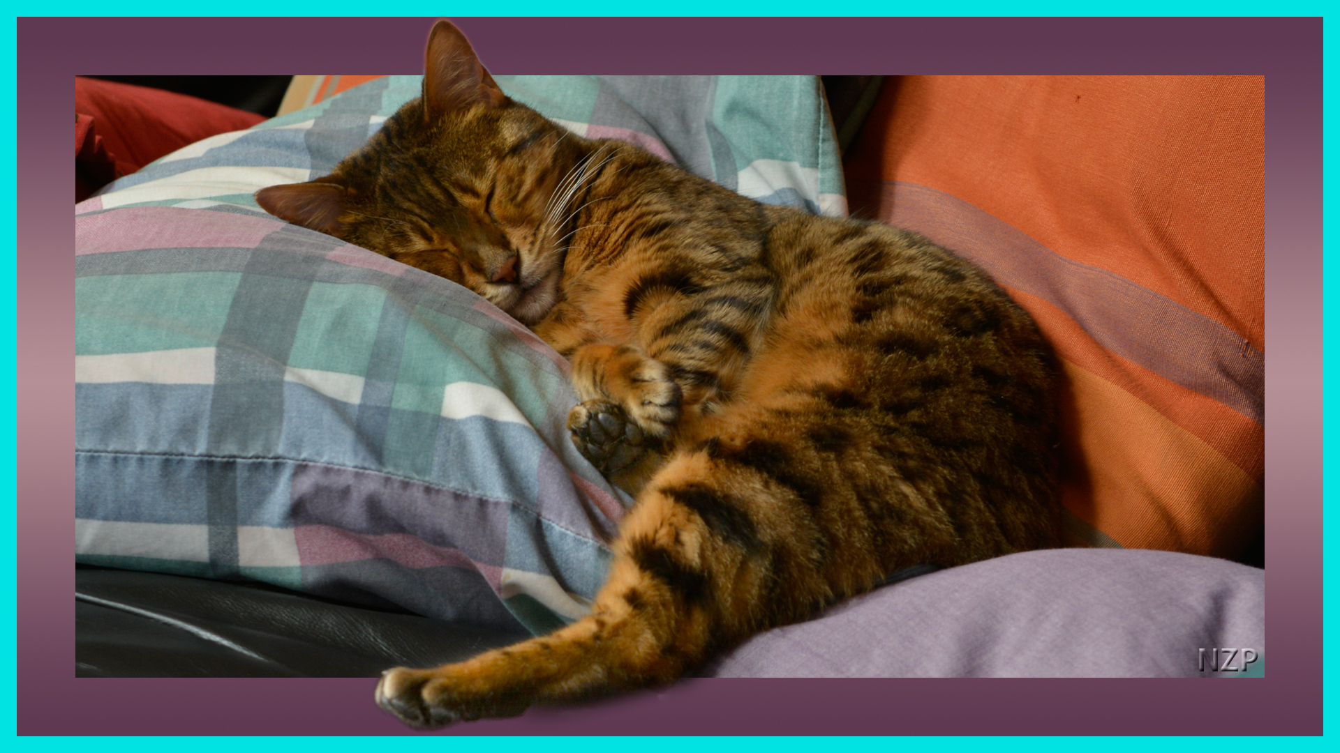 Bengal Cat sleeping on pillows.