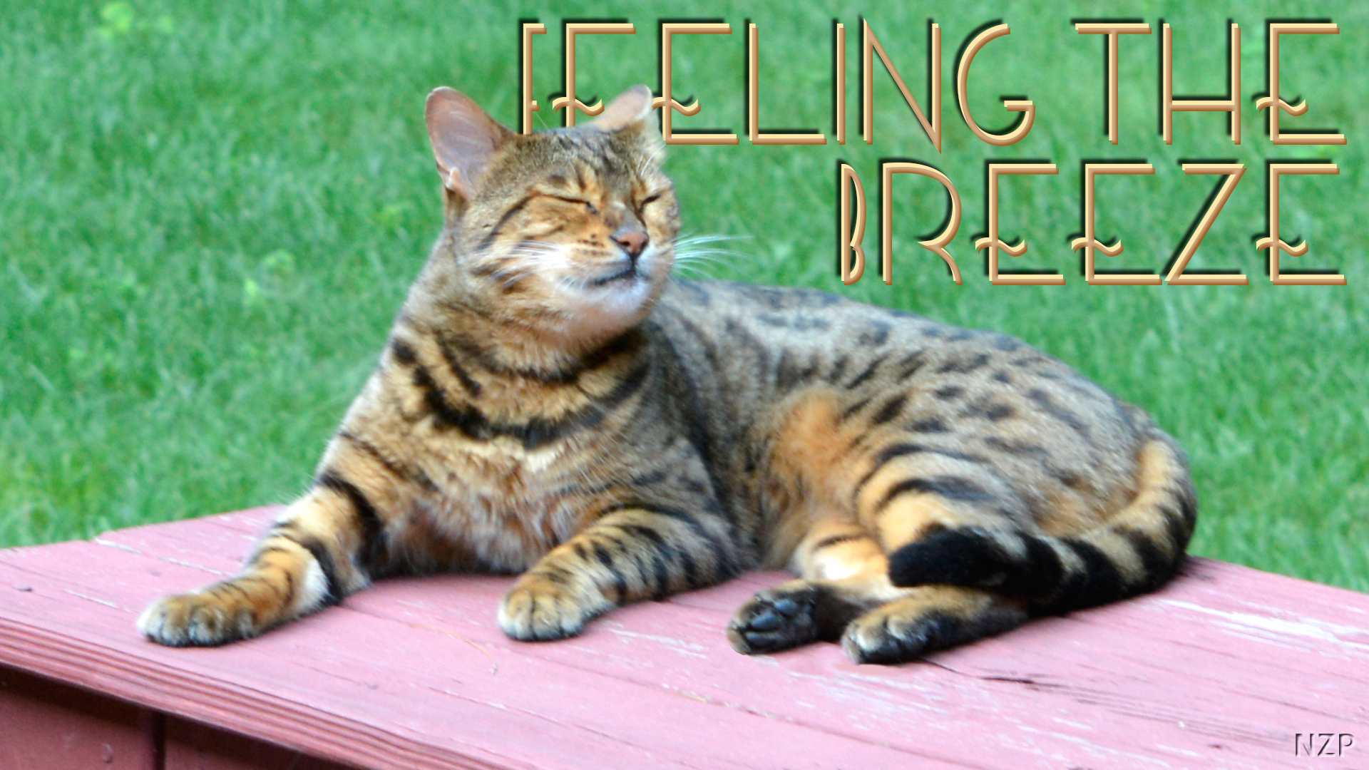 Bengal Cat laying in wind with eyes closed and caption, 'feeling the breeze.'