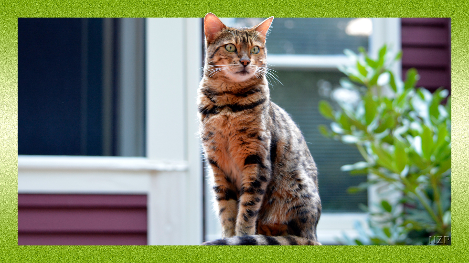 Bengal Cat standing tall in the outdoors.