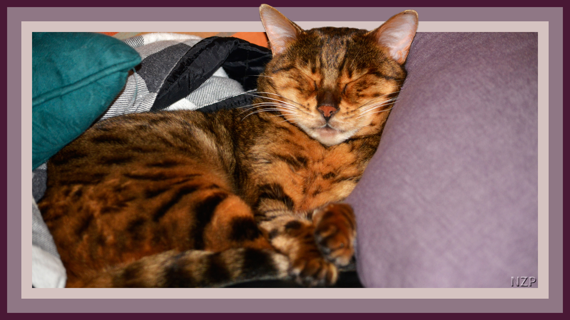 Bengal Cat sleeping on pillows and shirts.