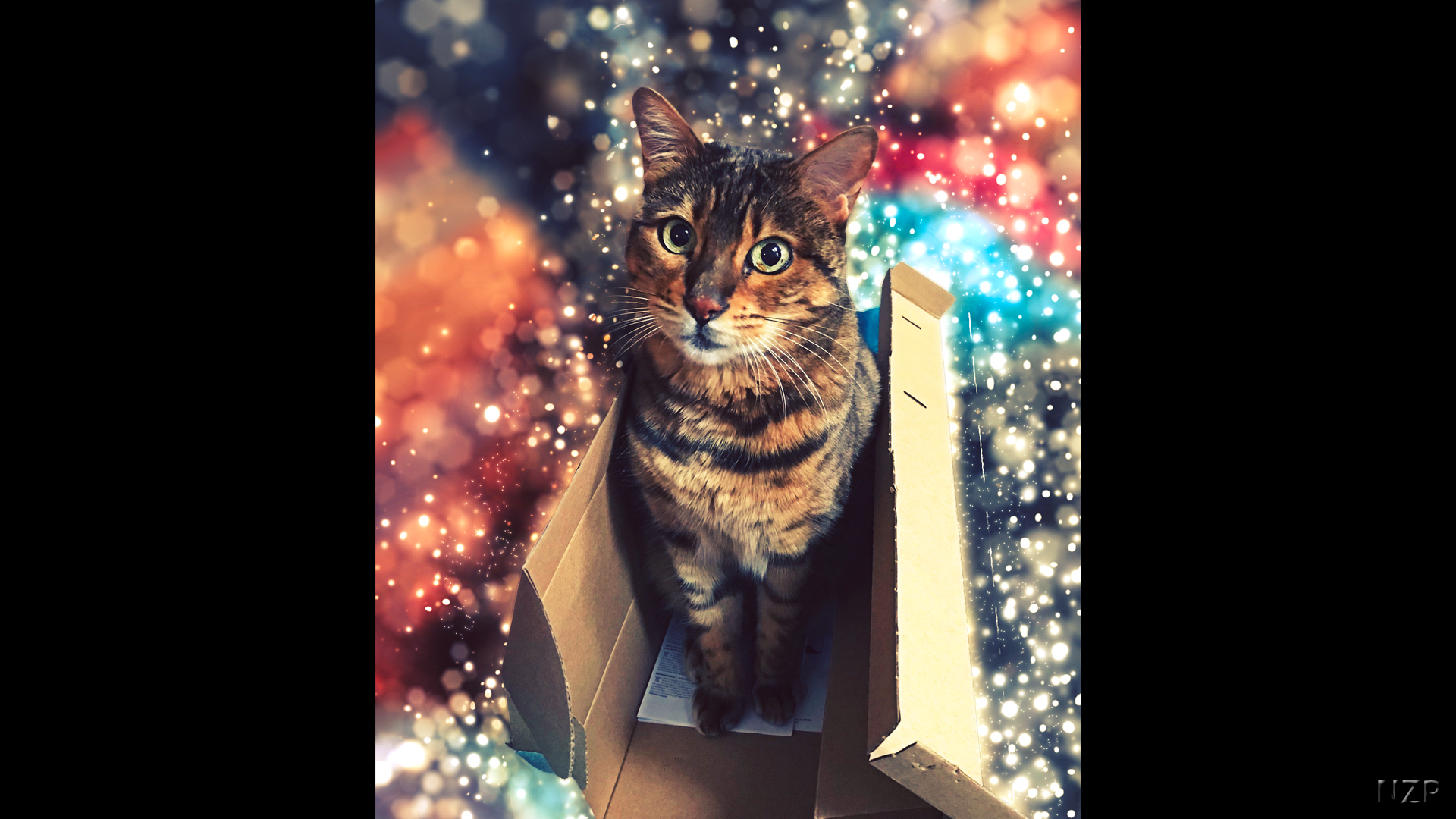 Bengal Cat popping out of a box with sparkles and glitter all around.