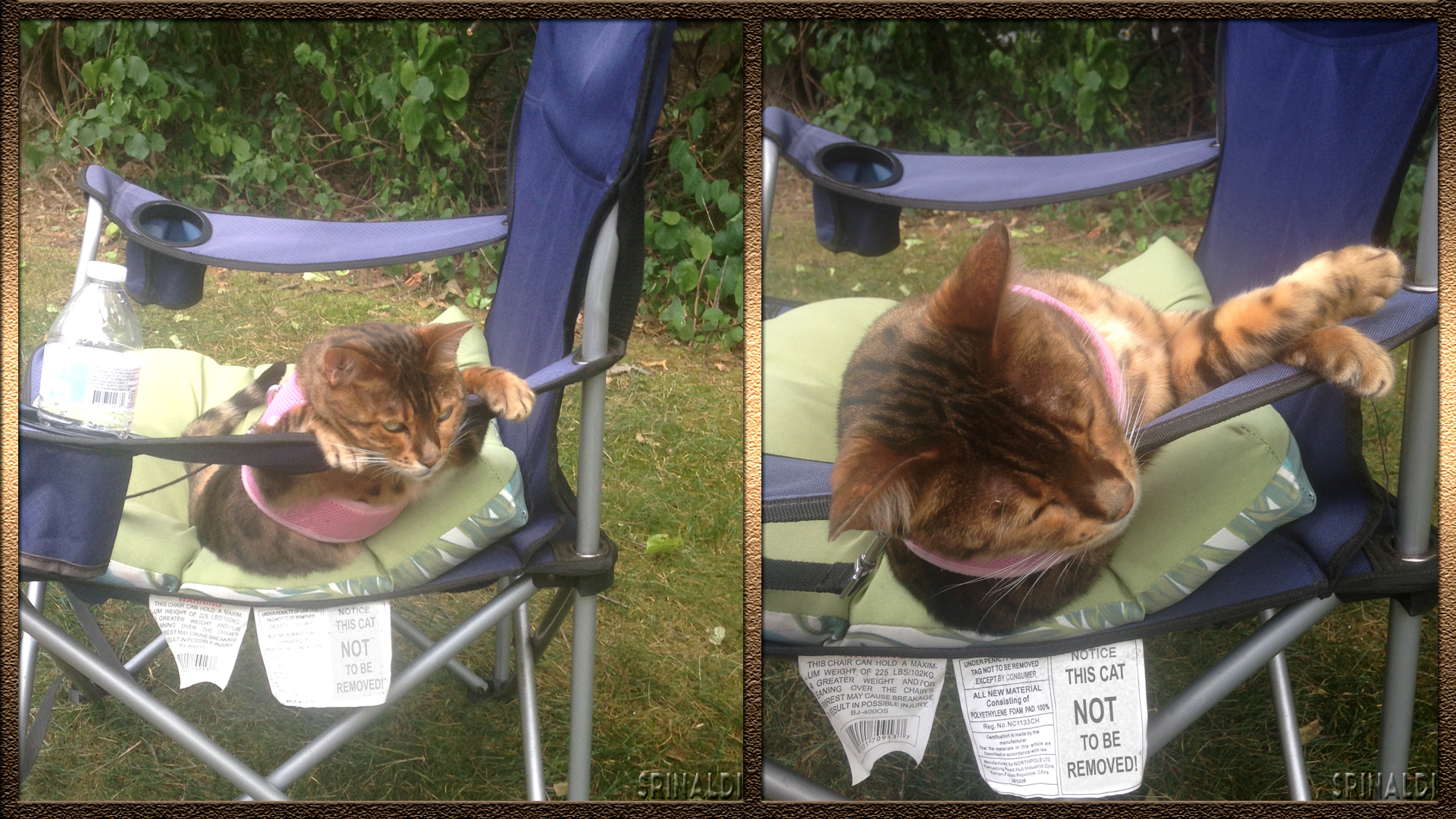 Bengal Cat lays in arm chair while using arm rest as head support and pillow. Tags on chair warn people not to remove the cat. 