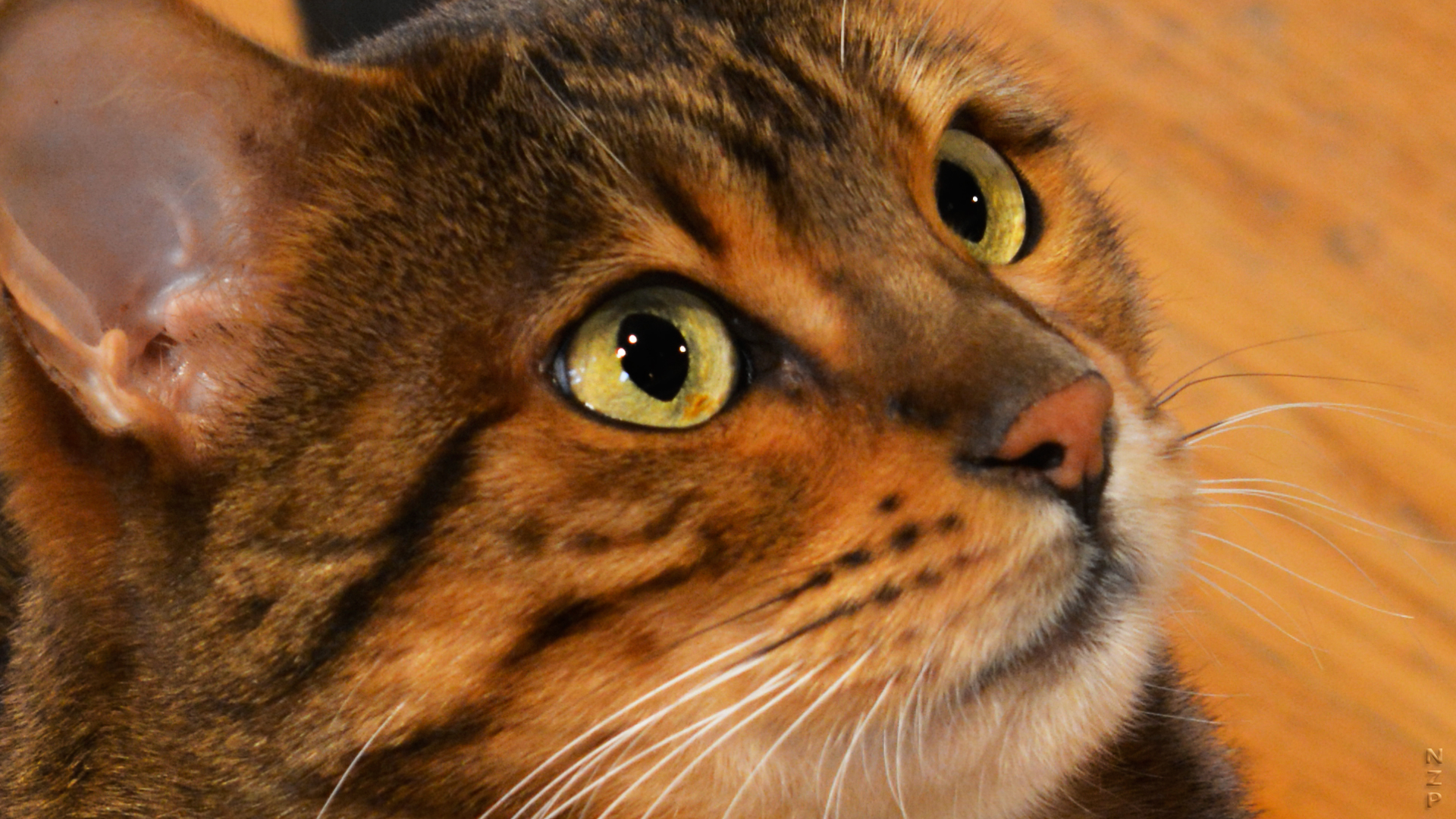 Bengal Cat looking up.