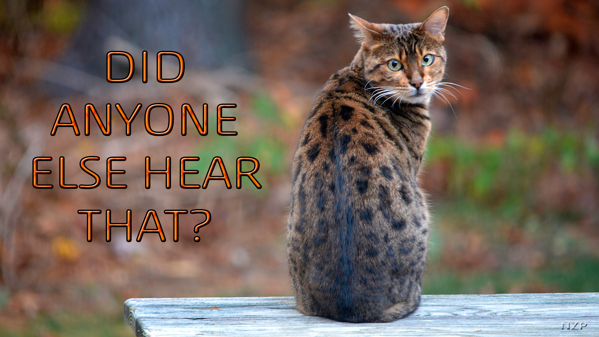 Bengal Cat looks behind her with caption that say, 'Did anyone else hear that?'