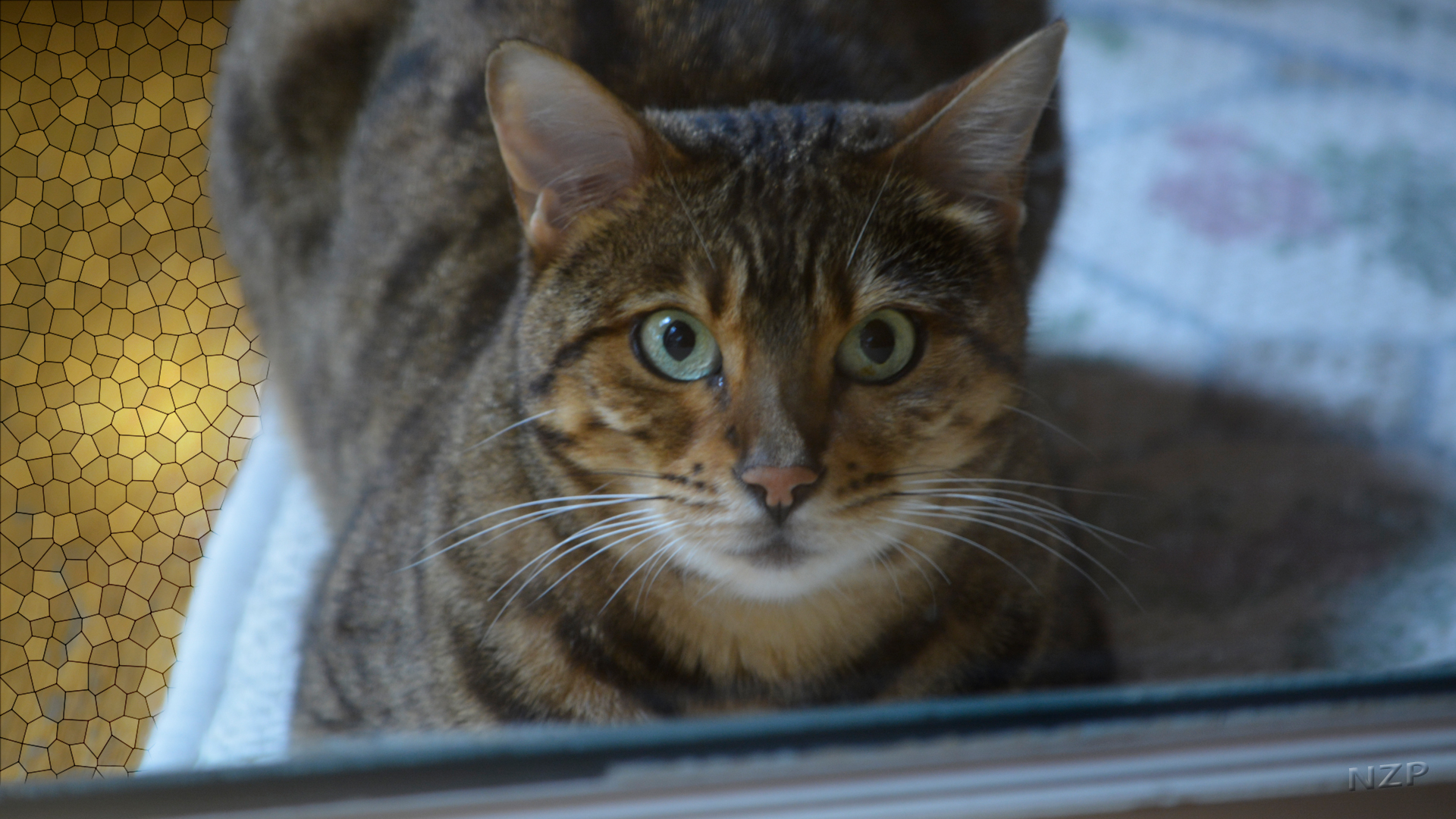 Bengal Cat looking through glass door.