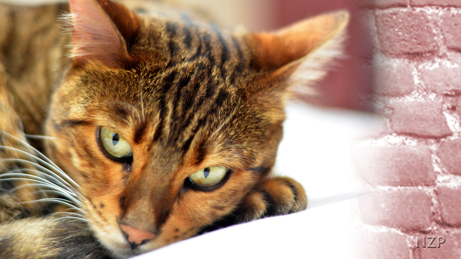 Bengal Cat laying next to brick.