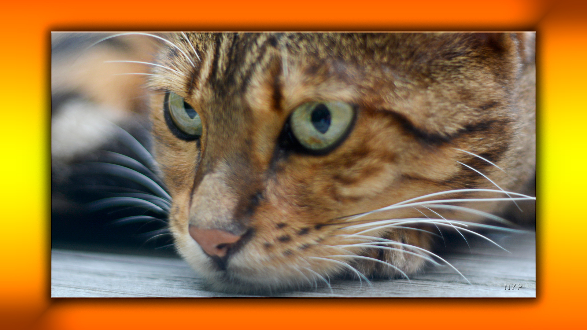 Bengal Cat with head on her paw.