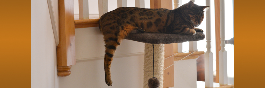 Bengal Cat laying on condo.