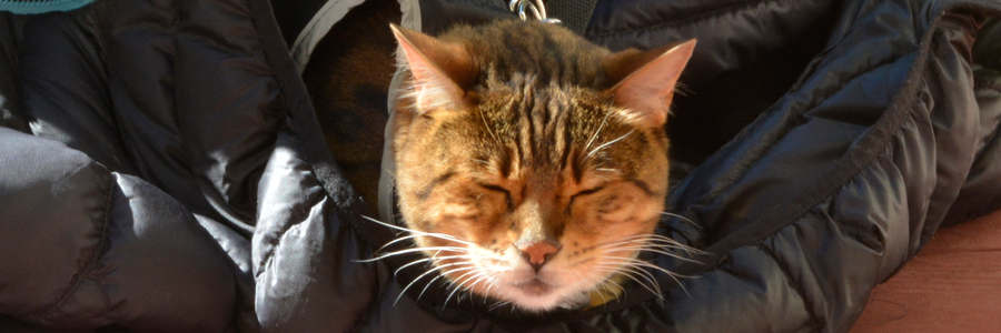 Bengal Cat laying on ski jacket with head poking out.