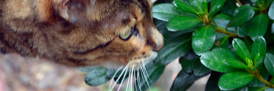 Bengal Cat sniffing plant in the outdoors.