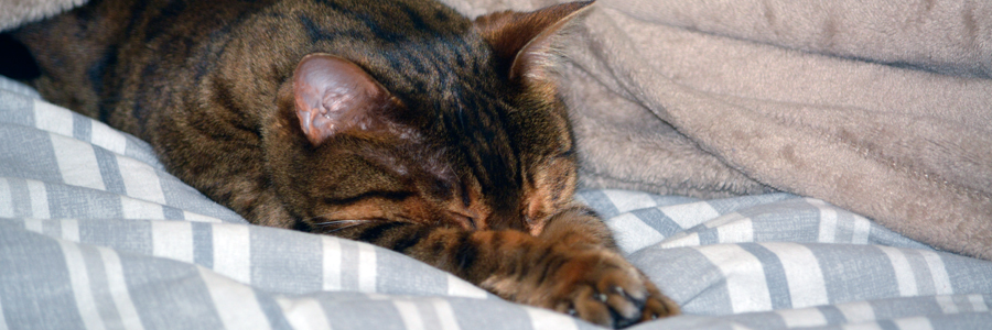 Bengal Cat laying on bed while streching out two front paws.