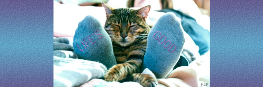 Bengal Cat laying on bed between the feet of owner with two front paws streched out and crossed. Socks on the left foot says life's and sock on the right foot says good.