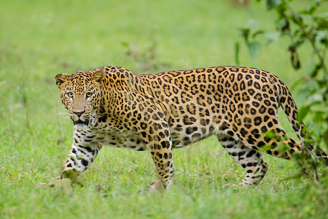 Nagarhole_Kabini_Karnataka_India,_Leopard_September_2013