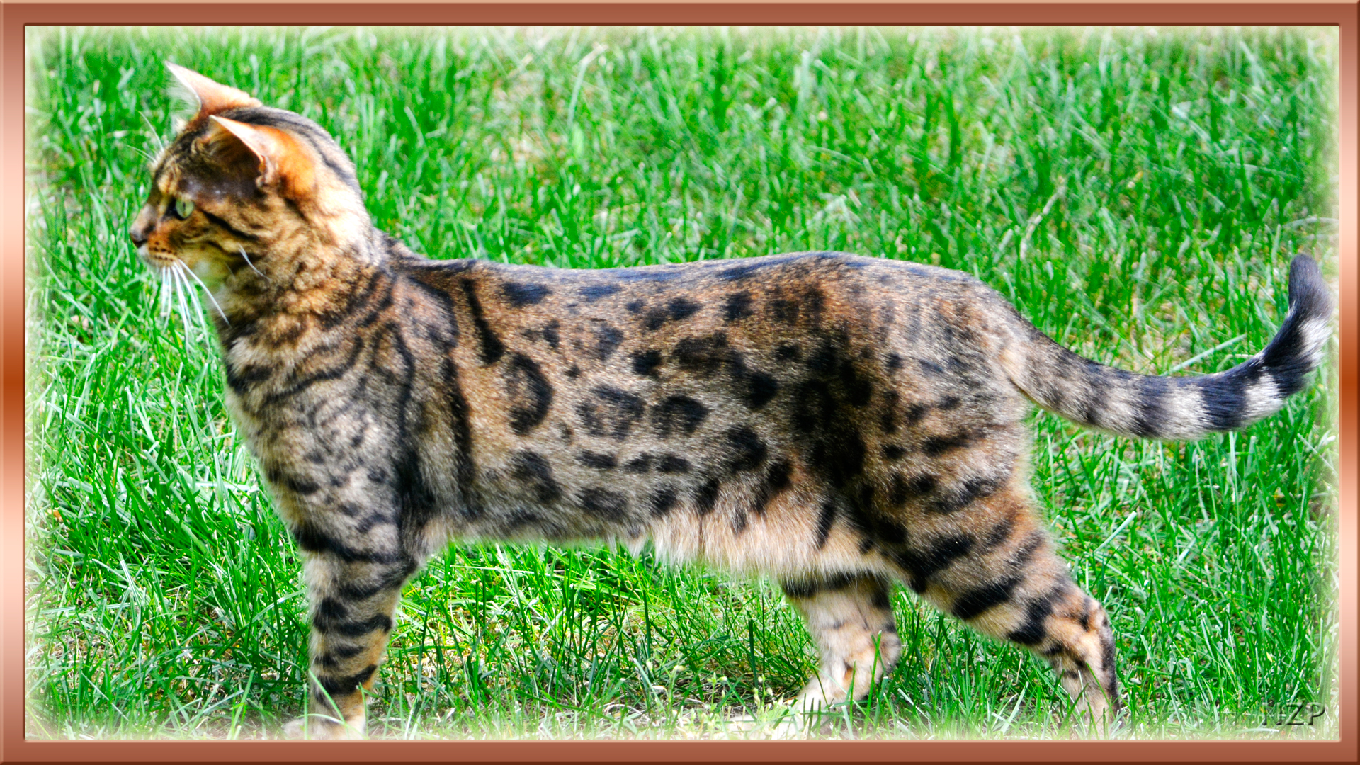 Bengal Cat Standing Tall